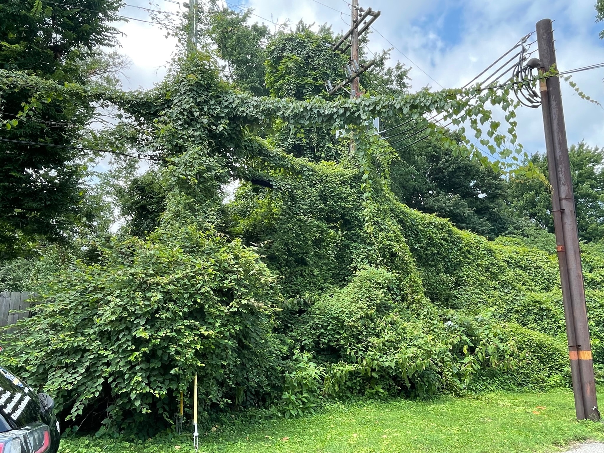 Overgrown yard before clearing — massive vines and vegetation completely covering utility poles and trees