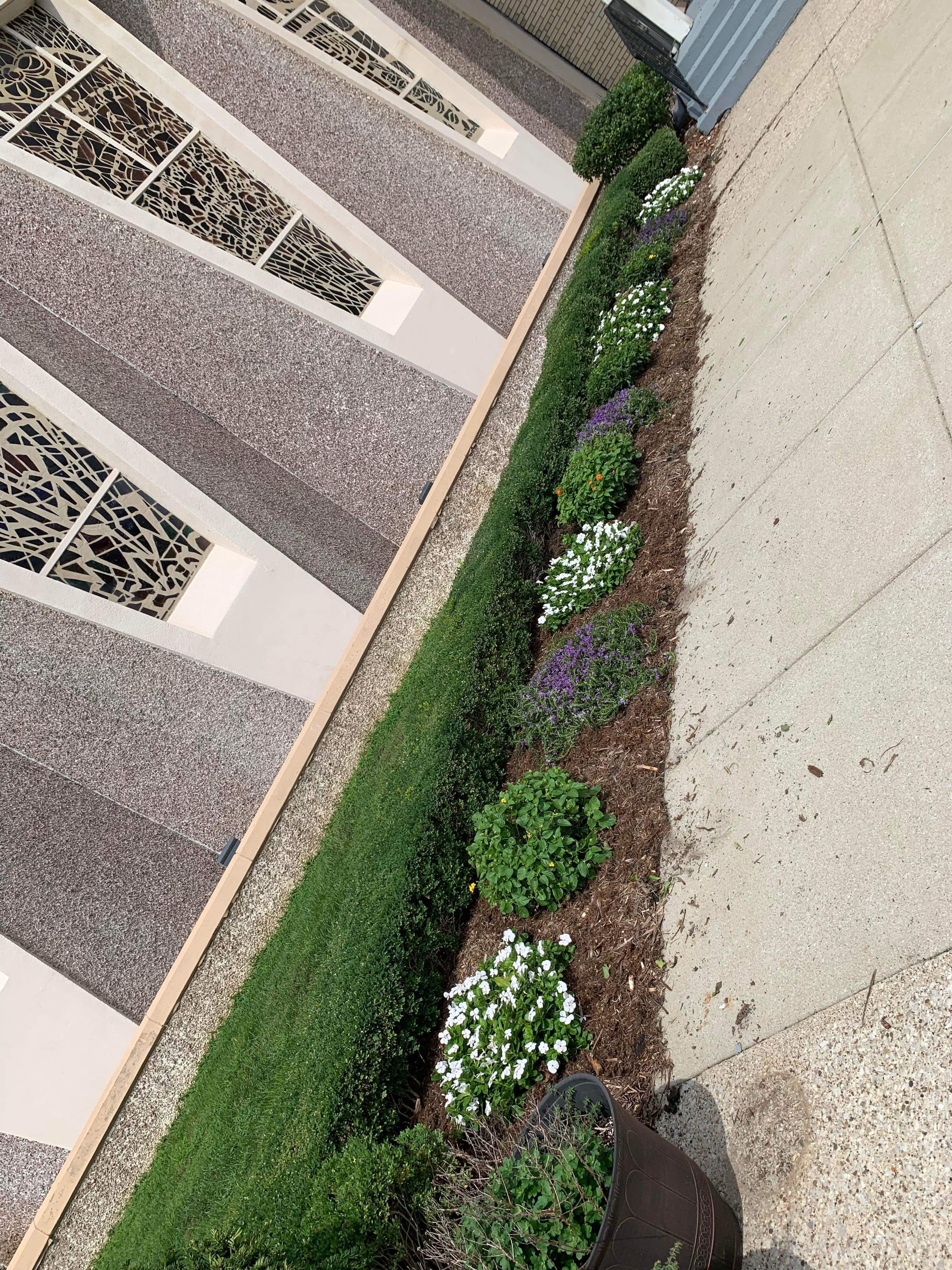 Commercial building flower bed after planting — vibrant white and purple flowers planted throughout mulch bed along sidewalk