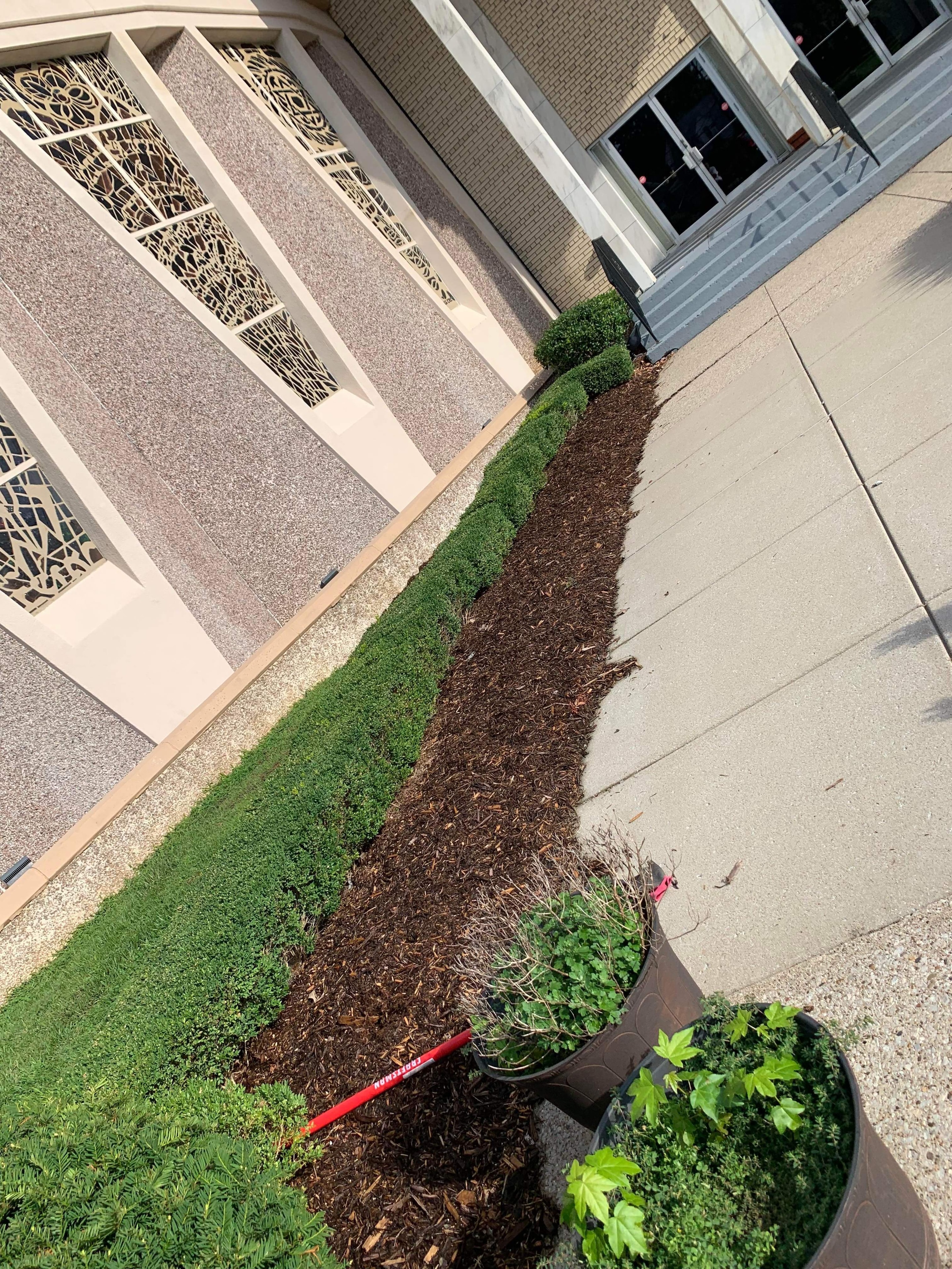 Commercial building flower bed before planting — bare mulch bed with trimmed boxwood hedges along sidewalk